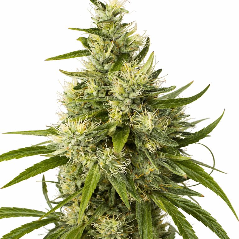 Trainwreck Feminized