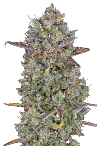 Triangle Kush Auto