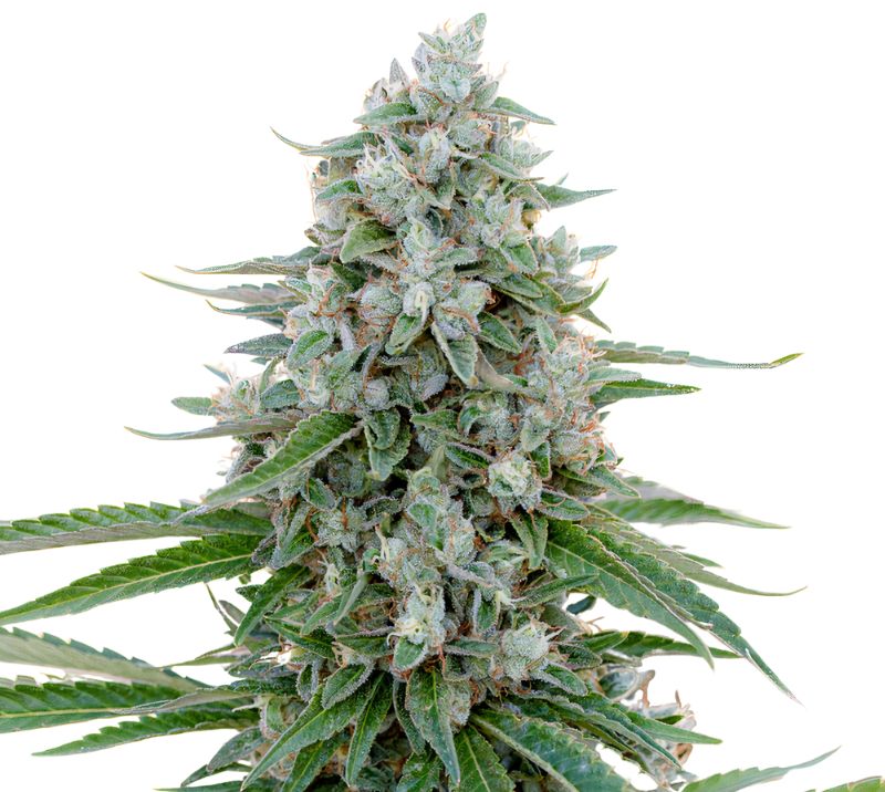 Trinity Feminized