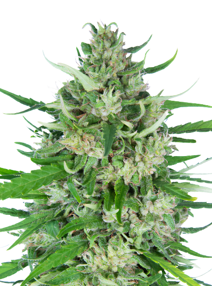 Valentine X CBD Feminized