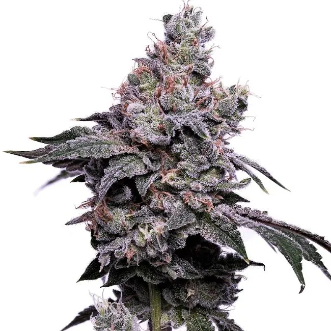 Valley Ghash Feminized