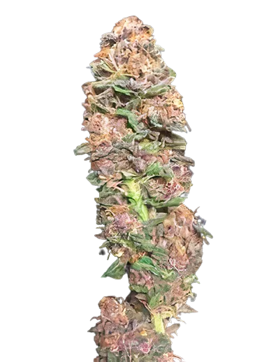 Vanilla Kush Feminized