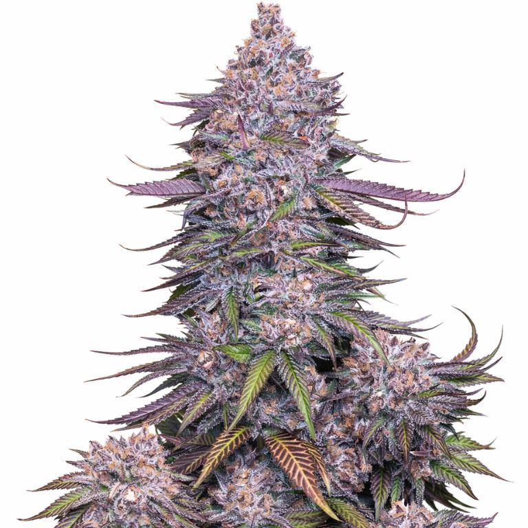 Venom OG Feminized