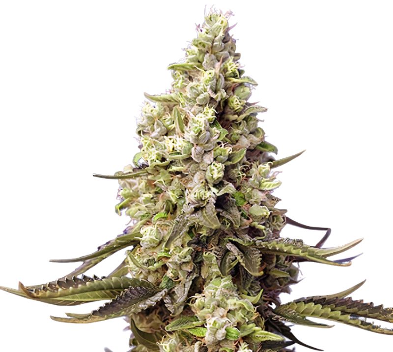 Violator Kush Auto