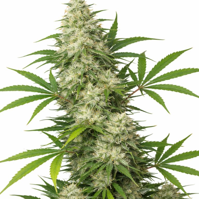 Vortex Feminized