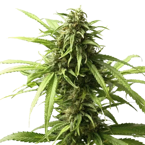 Warlock Feminized