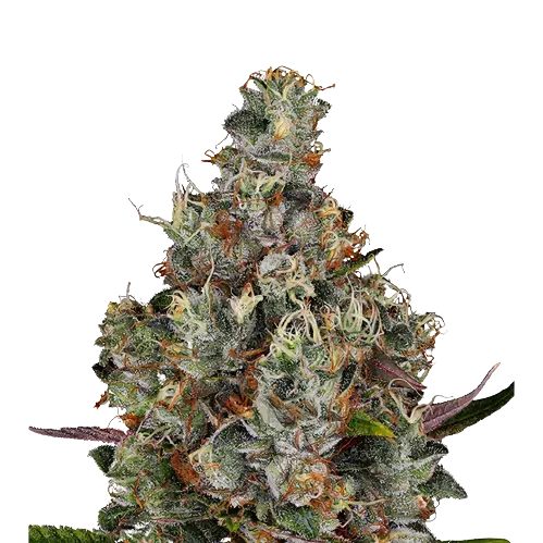 White Kryptonite Feminized