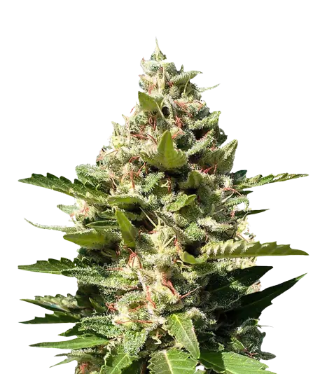 White Kush Feminized
