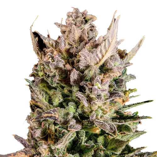 White Lightning Auto