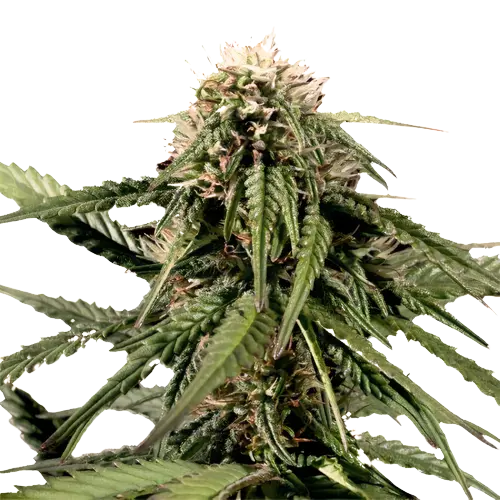 White Nightmare Auto