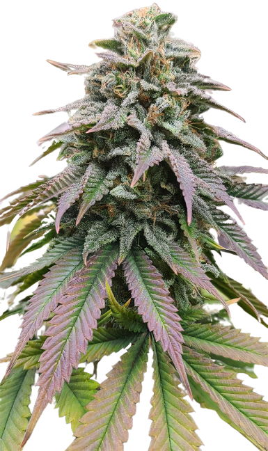 Zombie OG Feminized